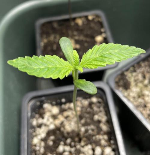 Blackberry Moonrocks. Week 2 - Day 7