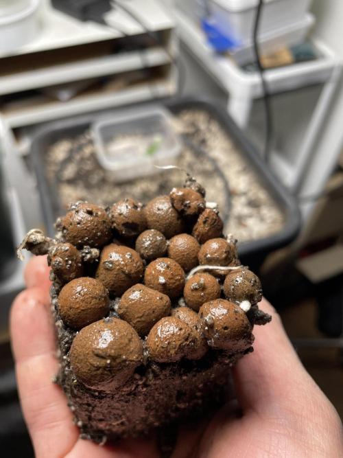 Blackberry Moonrocks. Week 2 - A bit early for transplantation