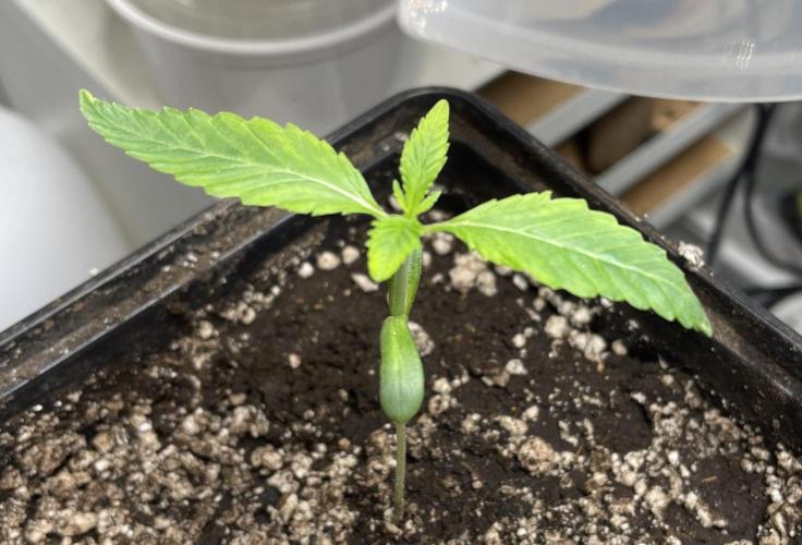 Blackberry Moonrocks. Week 2