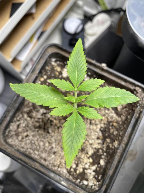 Blackberry Moonrocks. Week 2 - Day 13