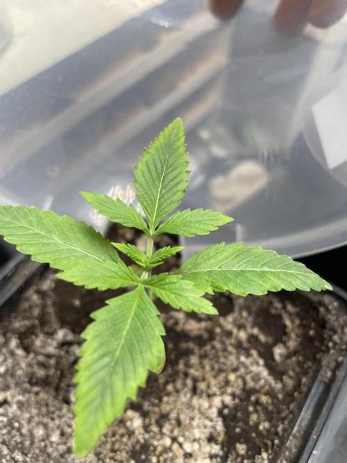 Blackberry Moonrocks. Week 2 - Day 14