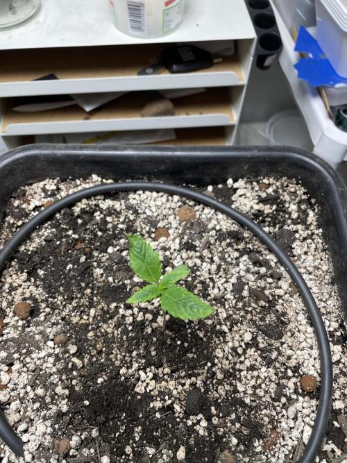 Very Berry Auto. Week 2