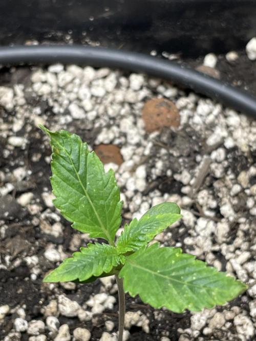 Very Berry Auto. Week 2 - Fighter