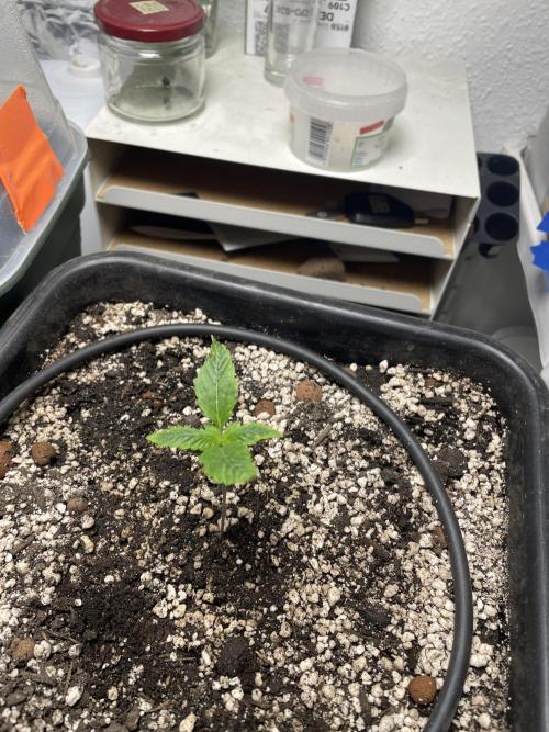 Very Berry Auto. Week 2