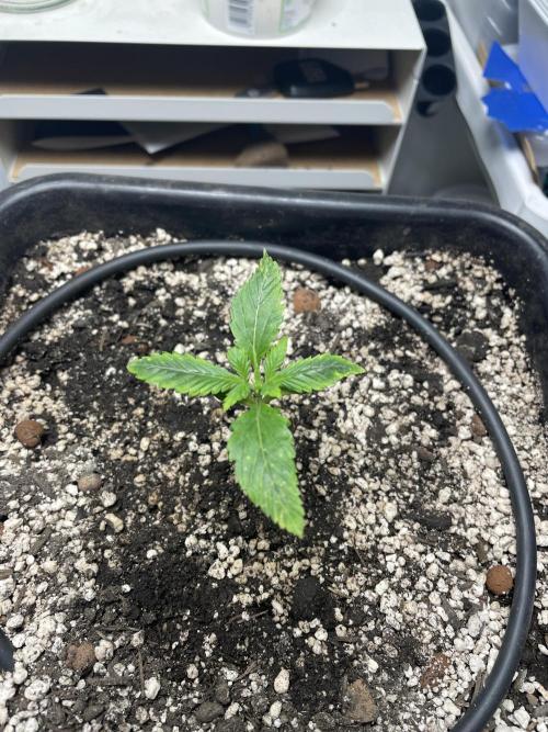 Very Berry Auto. Week 2 - Day 14