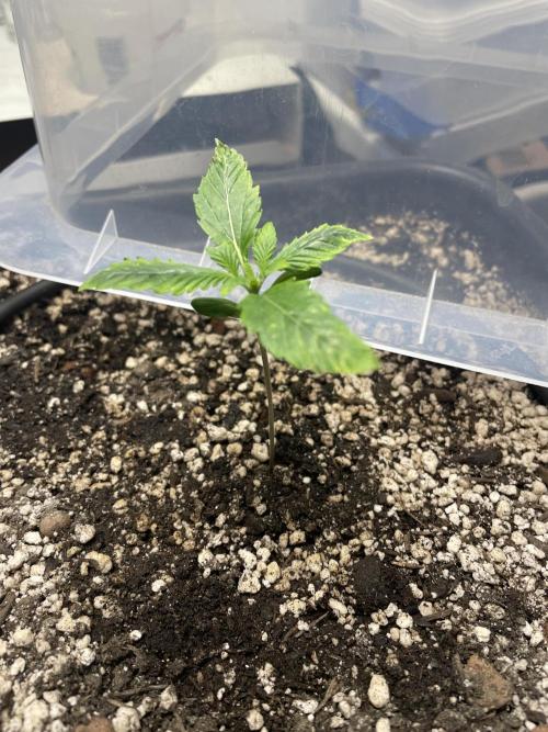 Very Berry Auto. Week 2 - Day 14