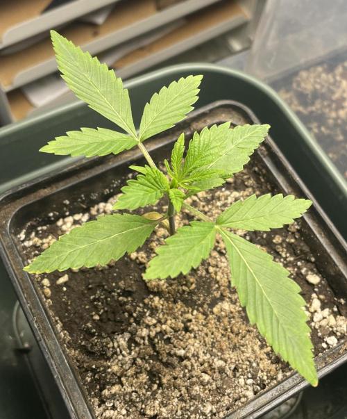 Blackberry Moonrocks. Week 3 - Day 18