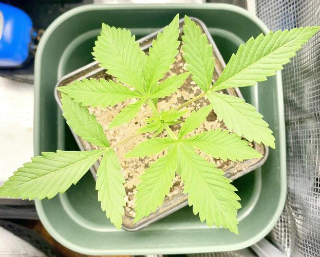 Blackberry Moonrocks. Week 3 - Day 21