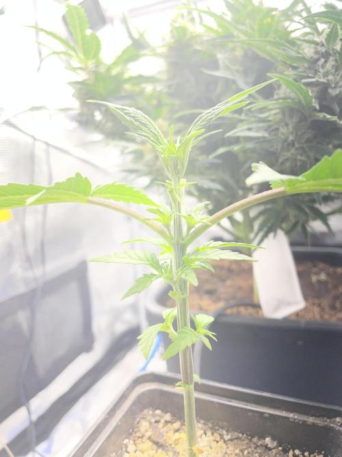 LSD by Zamnesia. Week 4 - Day 28 after defoliation