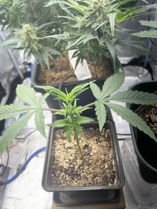 LSD by Zamnesia. Week 4 - Day 28 after defoliation