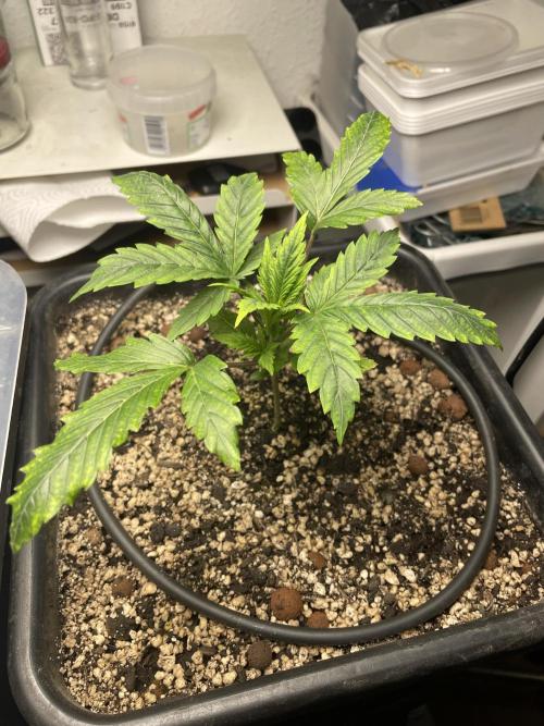 Very Berry Auto. Week 3 - Day 22