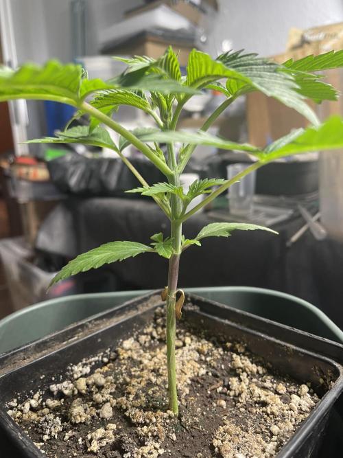 Blackberry Moonrocks. Week 4