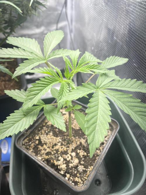 Blackberry Moonrocks. Week 4