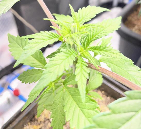 Blackberry Moonrocks. Week 4 - After topping