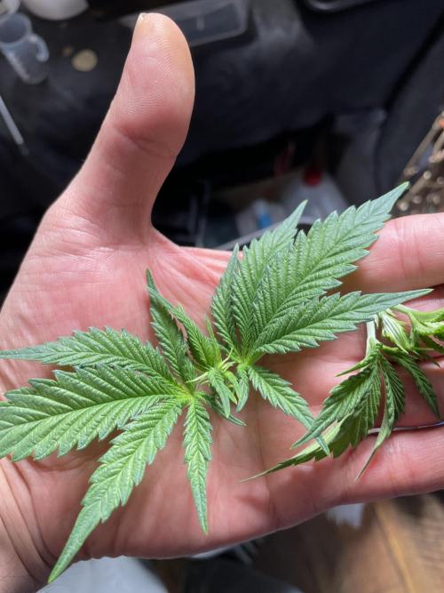 Blackberry Moonrocks. Week 4