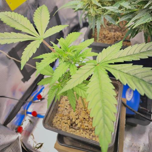 LSD by Zamnesia. Week 5 - Topped