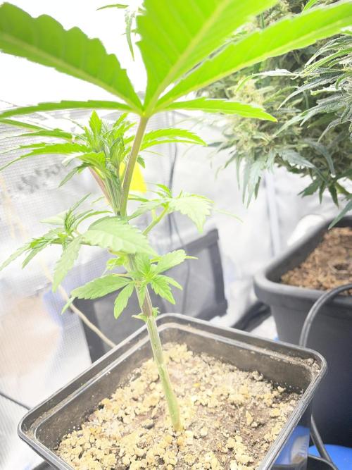 LSD by Zamnesia. Week 5