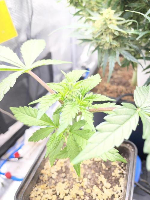 LSD by Zamnesia. Week 5