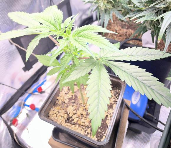 LSD by Zamnesia. Week 5 - Good recovery