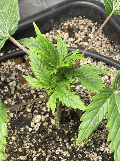 Very Berry Auto. Week 4