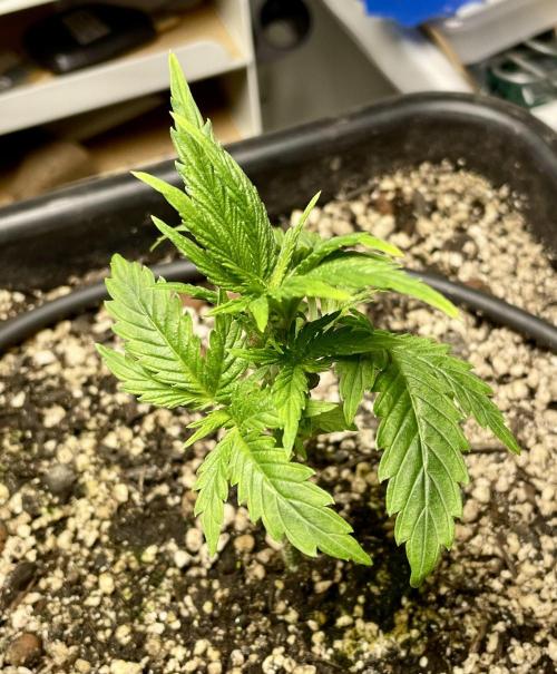 Very Berry Auto. Week 4 - I little haircut