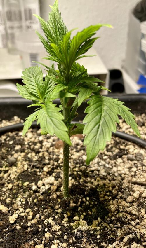 Very Berry Auto. Week 4