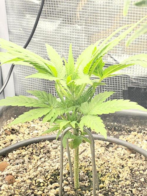 Very Berry Auto. Week 4