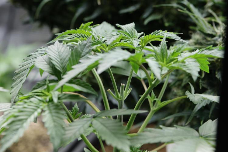 Blackberry Moonrocks. Week 5 - Perfect structure