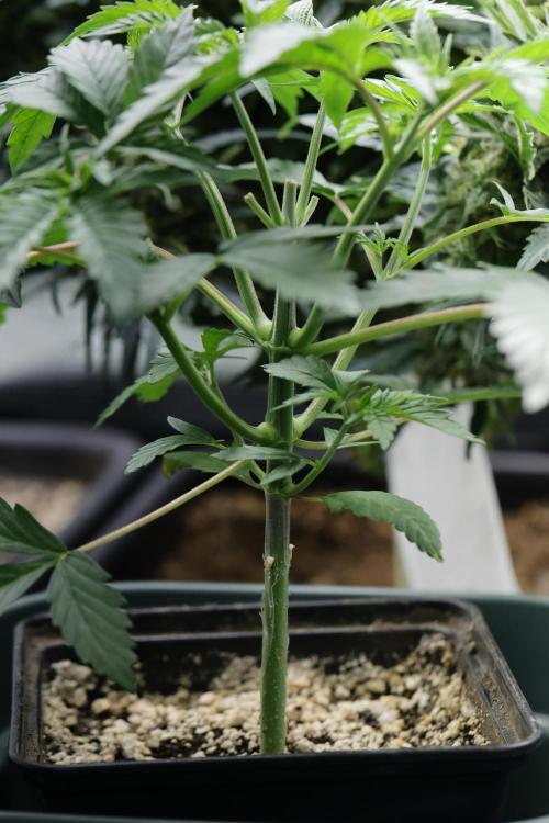 Blackberry Moonrocks. Week 5