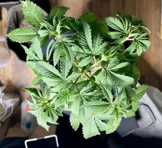 Blackberry Moonrocks. Week 5 - Lush growth