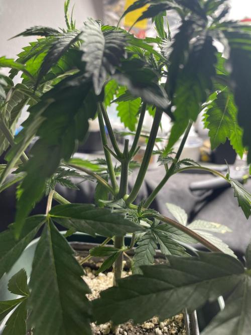 Blackberry Moonrocks. Week 5 - Even more great structure