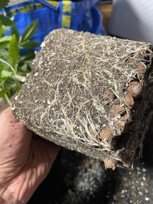 Blackberry Moonrocks. Week 5 - That is a lot of roots