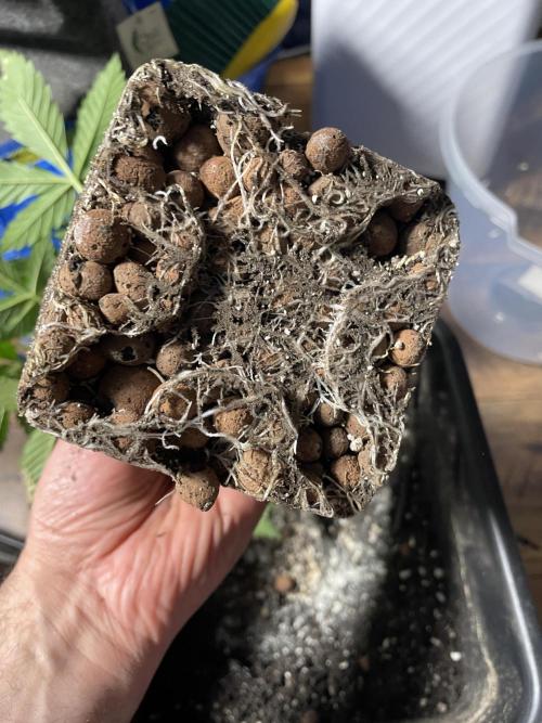 Blackberry Moonrocks. Week 5