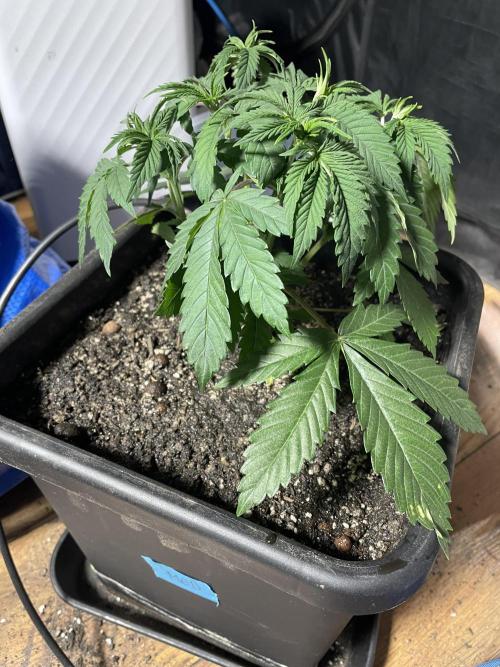 Blackberry Moonrocks. Week 5