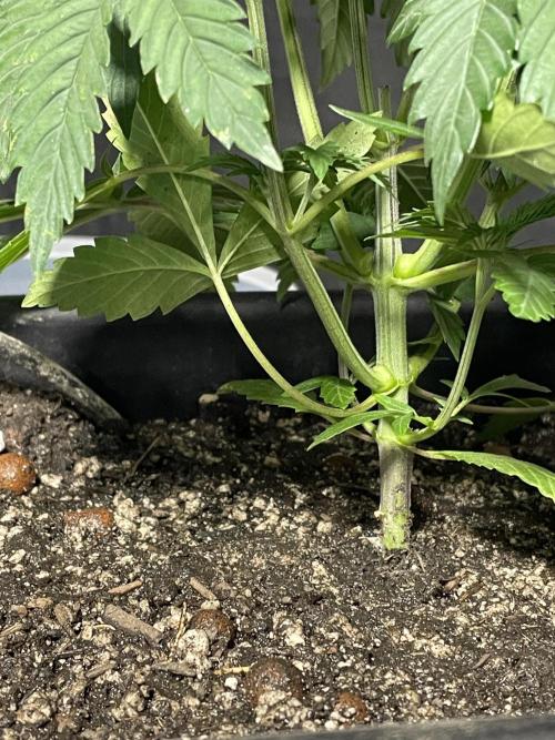 Blackberry Moonrocks. Week 5 - Duged in deep