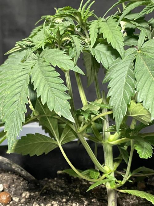 Blackberry Moonrocks. Week 5