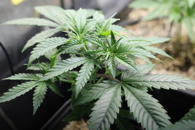 LSD by Zamnesia. Week 6 - Healthy color