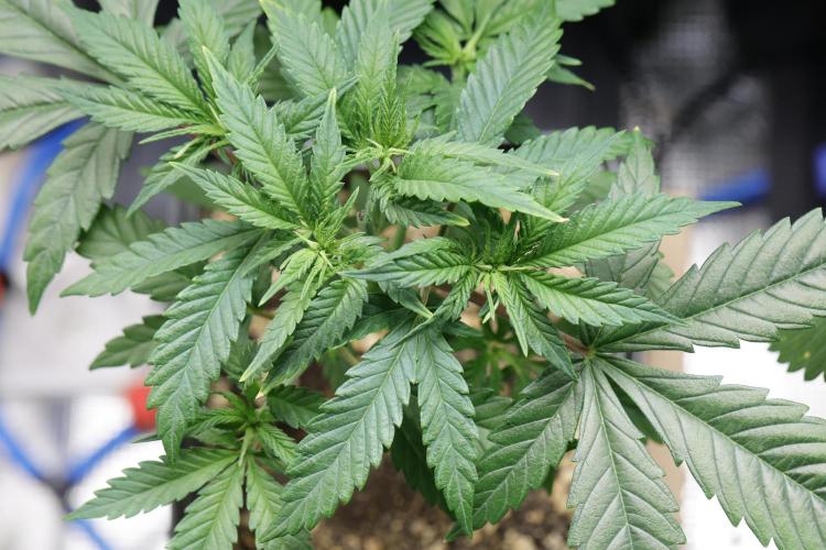 LSD by Zamnesia. Week 6 - Compact growth