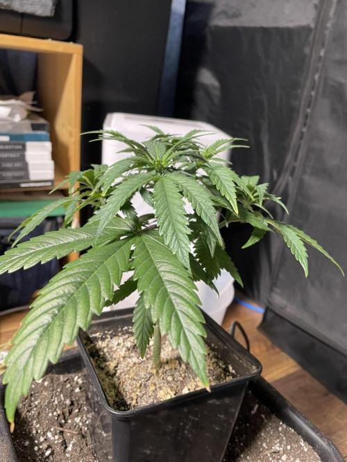 LSD by Zamnesia. Week 6