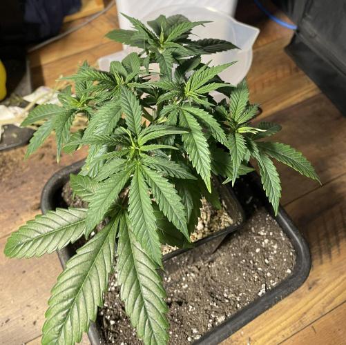 LSD by Zamnesia. Week 6 - Checking out the new home