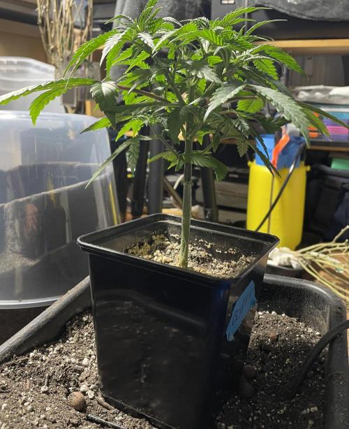 LSD by Zamnesia. Week 6