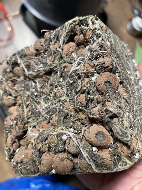 LSD by Zamnesia. Week 6 - Not to bad of a root growth