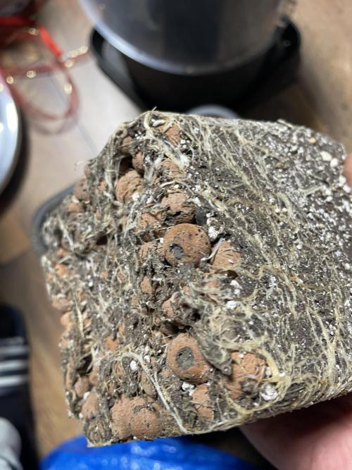 LSD by Zamnesia. Week 6