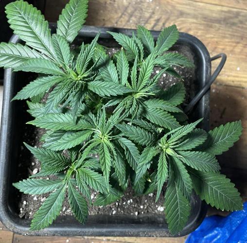 LSD by Zamnesia. Week 6