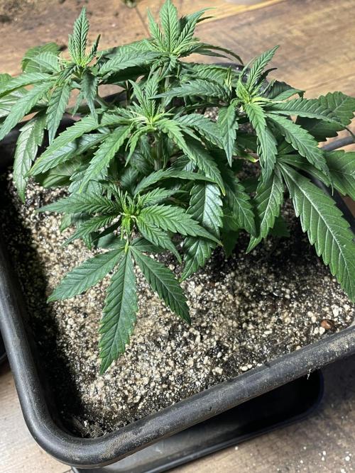 LSD by Zamnesia. Week 6