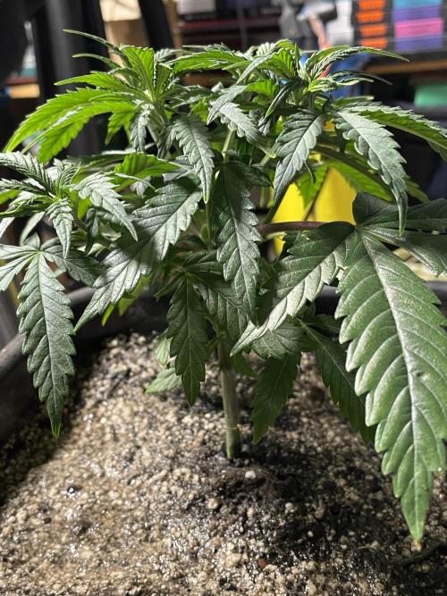 LSD by Zamnesia. Week 6