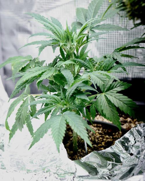 Very Berry Auto. Week 5