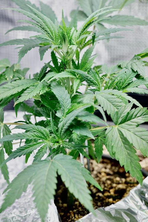 Very Berry Auto. Week 5