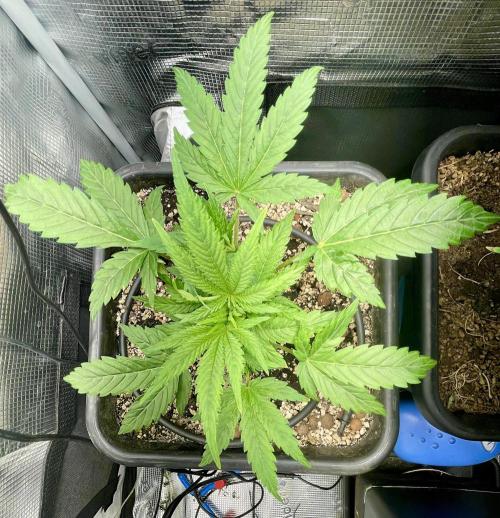 Very Berry Auto. Week 5