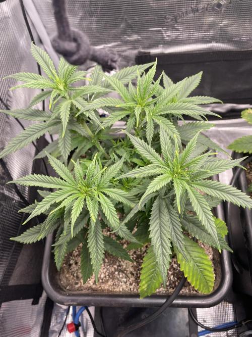 LSD by Zamnesia. Week 7